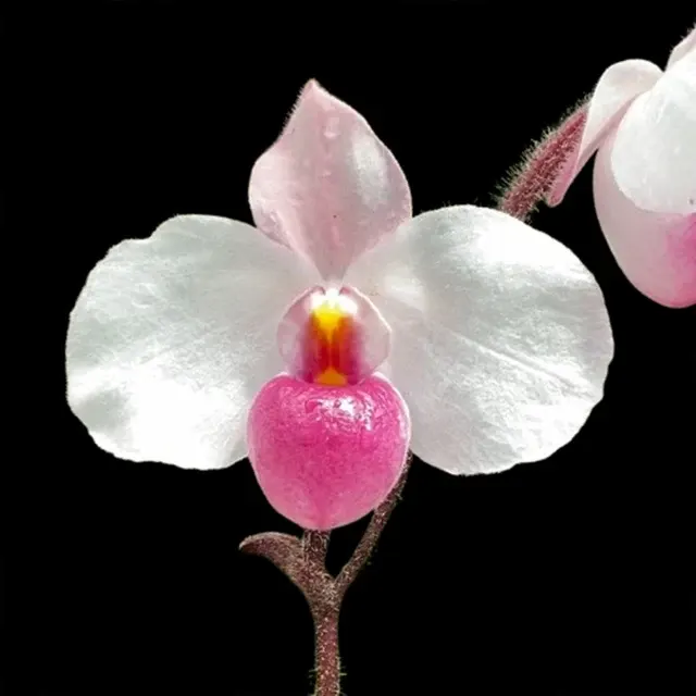Paphiopedilum delenatii (Paphiopedilum)