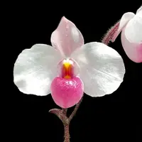 [Bare-root] #PH# Paph. delenatii 'Red' x sib 越南美人 [2.4" BS][Oct in stock 26]