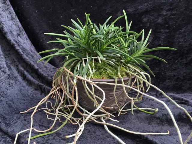 Neofinetia falcata 'Fukujumaru' (Neofinetia)