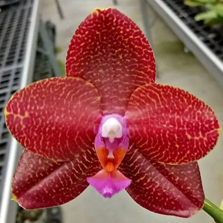 Phalaenopsis LD Sun Dragon