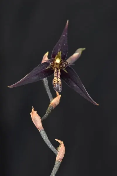Pleurothallis anfracta