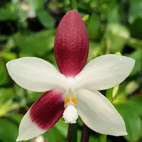Phalaenopsis tetraspis 'C2' 2.5" Fragrant