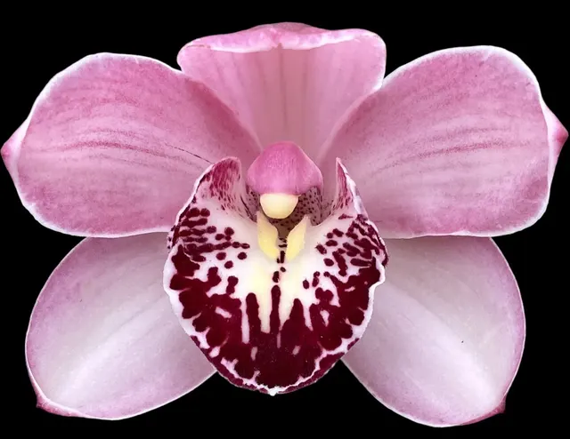 Cymbidium Rosy Wine