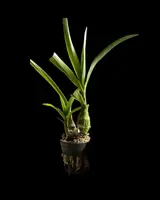 Pseudolaelia vellozicola