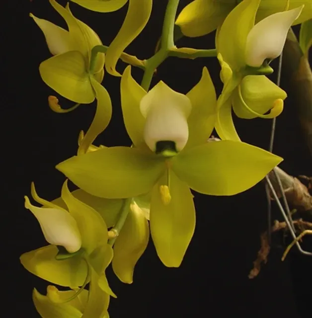 Cycnoches warszewiczii