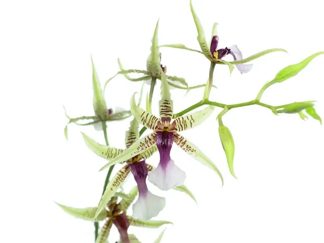 Oncidium hastilabium (Oncidium)