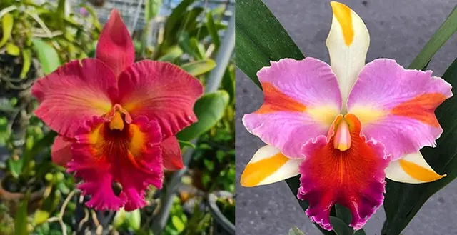 Rhyncholaeliocattleya Miss Coco Chanel (Rhyncholaeliocattleya)