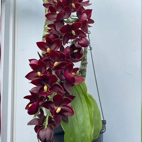 Cycnodes Taiwan Yellow Diamond 'Wine' (Cycnodes)