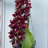 Cycnodes Taiwan Yellow Diamond 'Wine' 3.0" Fragrant