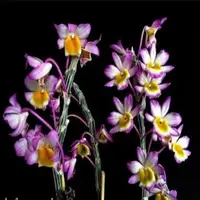 Dendrobium crepidatum sp.