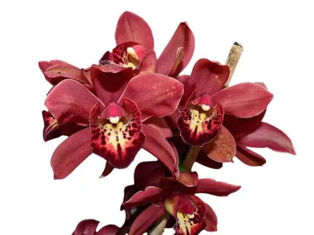 Cymbidium Gualaceo Sunset (Cymbidium)