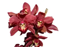 Cymbidium Gualaceo Sunset (hp)