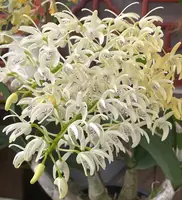 Dendrobium speciosum