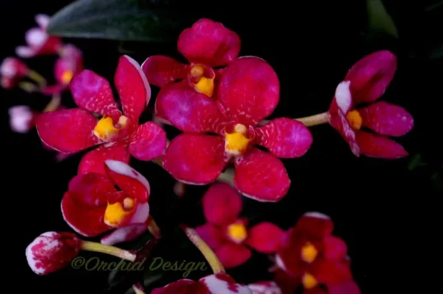 Sarcochilus Cherie – Very Nice Red 'Trixie'
