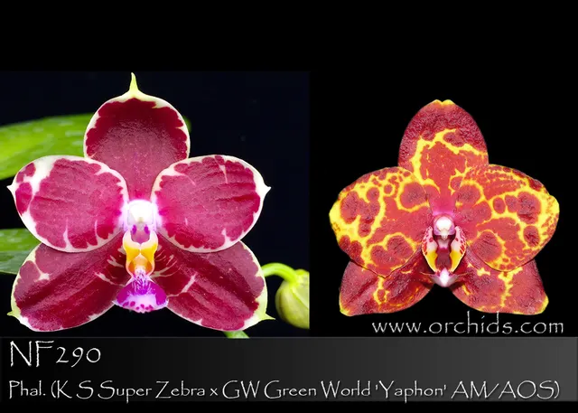 Phalaenopsis YangYang Red Magic 'Yaphon' (Phalaenopsis)