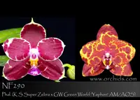 Phal. YangYang Red Magic (K S Super Zebra x GW Green World ' Yaphon' AM/AOS)