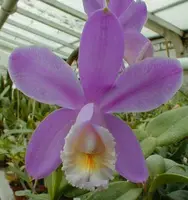 Cattleya harrisoniae — Jungpflanzen