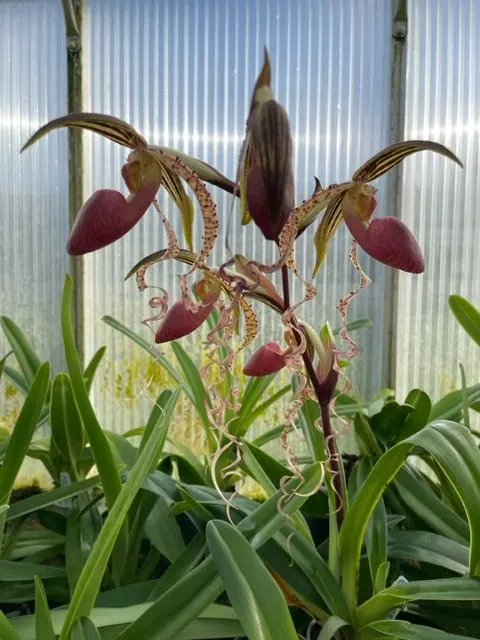 Paphiopedilum Chiu Hua Dancer #5824 (Paphiopedilum)
