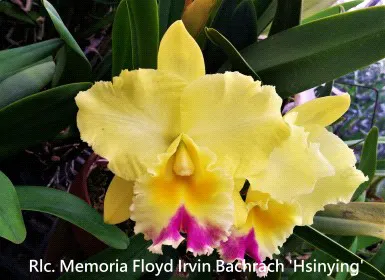 Rhyncholaeliocattleya Memoria Floyd Irvin Bachrach 'Hsinying' (Rhyncholaeliocattleya)