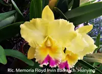 Rlc. Memoria Floyd Irvin Bachrach 'Hsinying' (Horace x Saint Helena Sound) (M400) (Hybrid) Rlc.=Rhyncholaeliocattleya
