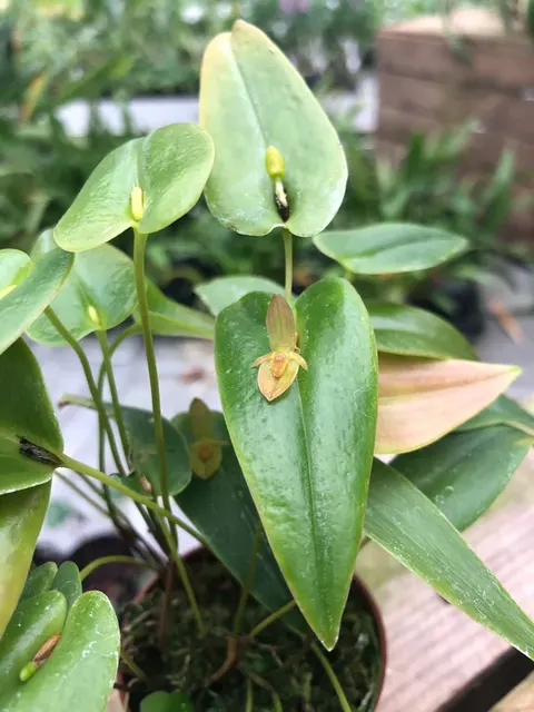 Pleurothallis homalantha