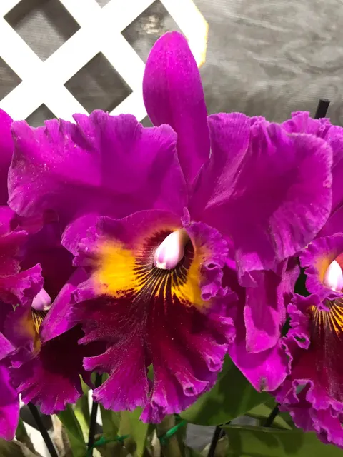 Brassolaeliocattleya King of Taiwan (Brassolaeliocattleya)
