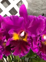 Blc King of Taiwan