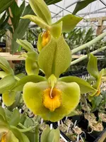 Catasetum