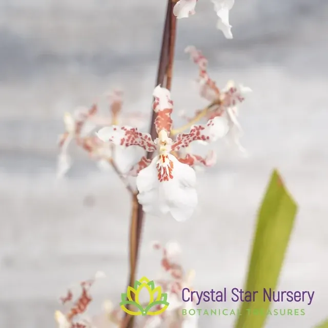 Oncidium Speckle Spire 'Snowflake' (Oncidium)
