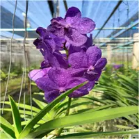 Ascocenda Princess Mikasa Blue