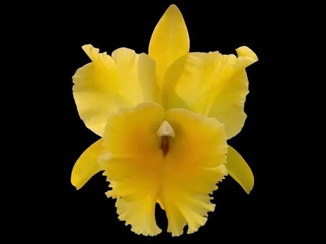 Rhyncholaeliocattleya Golden Godzilla