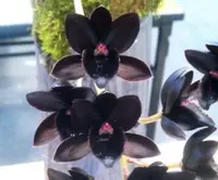 Fdk. After Dark 'SVO Black Pearl' FCC/AOS (MCTM 4) ( - - Catasetinae subtribe ) Fdk.=Fredclarkeara (Clowesia x Catasetum x Mormodes)