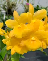 Guaritonia Why Not 'Crownfox Gold' HCC/AOS x self