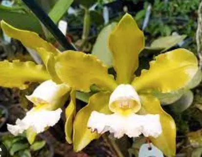 Cattleya schilleriana var aurea x var albescens