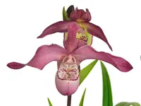 Phragmipedium Peruflora's Angel