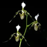 Paphiopedilum dianthum