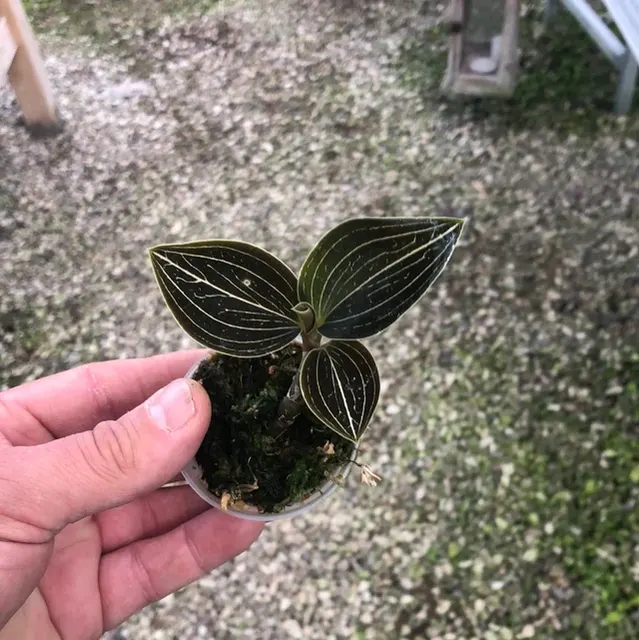 Ludisia 'Lemon'