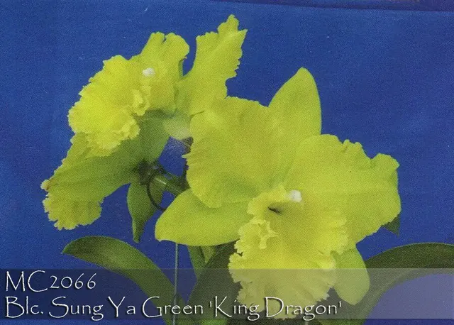 Brassolaeliocattleya Sung Ya Green 'King Dragon' (Brassolaeliocattleya)