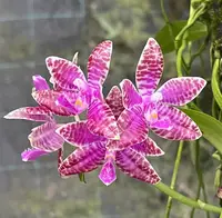 Phalaenopsis lueddemanniana