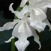 Coelogyne cristata var. alba (White Crested Coelogyne)