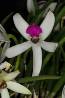 Leptotes bicolor 4N x sib (flowering size seedlings)