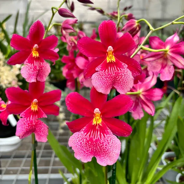 Burrageara Nelly Isler - Flori Intens Parfumate 'Swiss Beauty' (Burrageara)