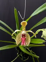 Vanda Paki