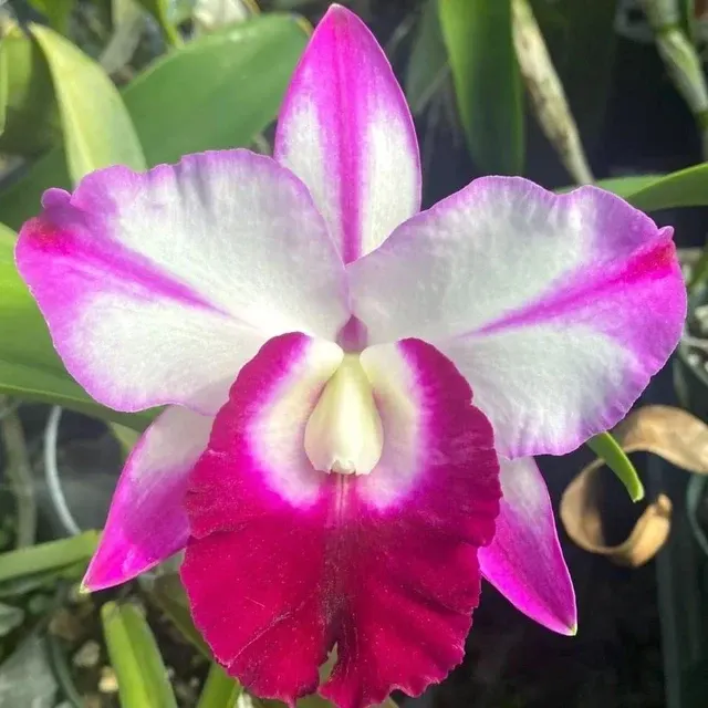 Cattleya Memoria Robert Strait Parfumata 'Islander Delights'