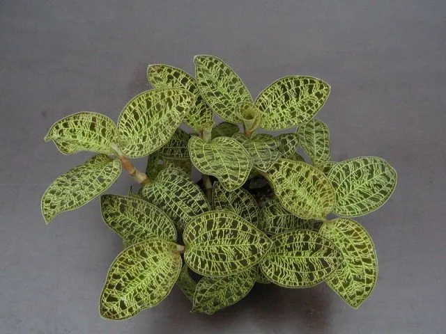 Macodes petola 'Big' (Macodes)