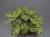 Macodes petola "Big" (3 Planten in een pot)