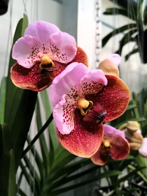 Vanda sanderiana x taweesuksa (Vanda)