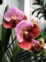 Vanda sanderiana x taweesuksa Big — No