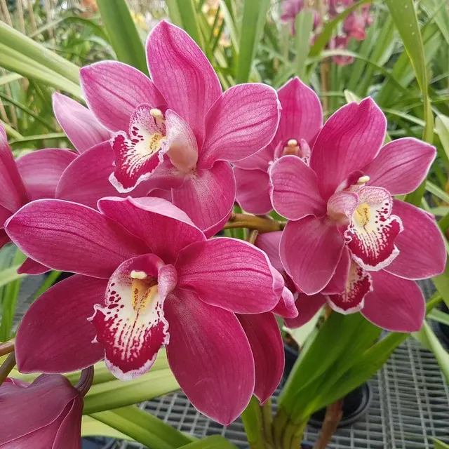 Cymbidium Wallamurra X Yowie Flame - One Off Special