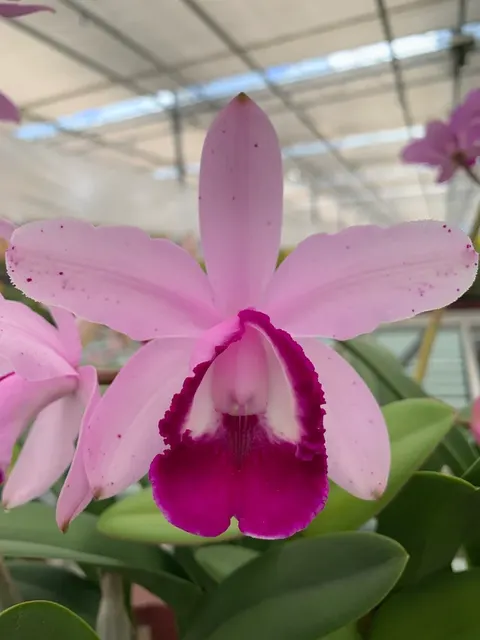 Cattleya intermedia var orlata species (Cattleya)
